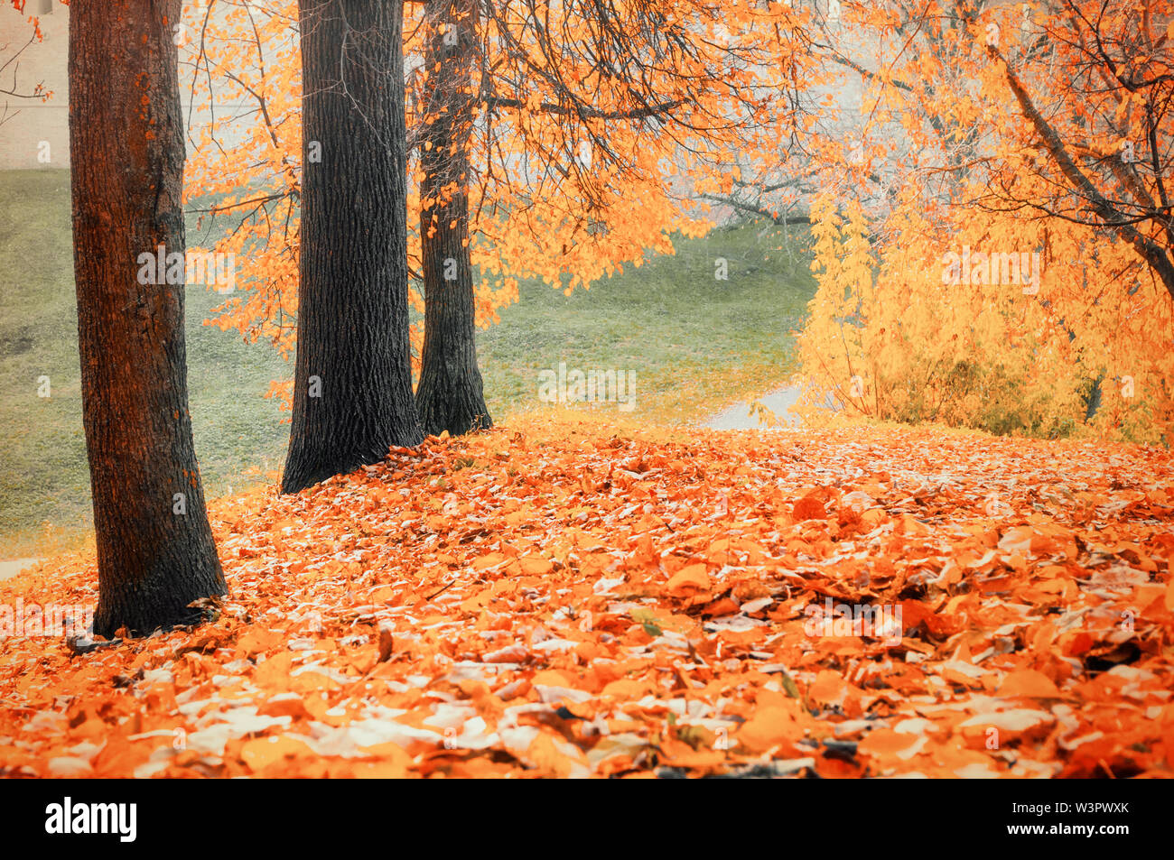 Paysage d'automne - arbres jaunies et feuilles mortes dans city park alley à jour nuageux. Application du filtre de diffusion Banque D'Images