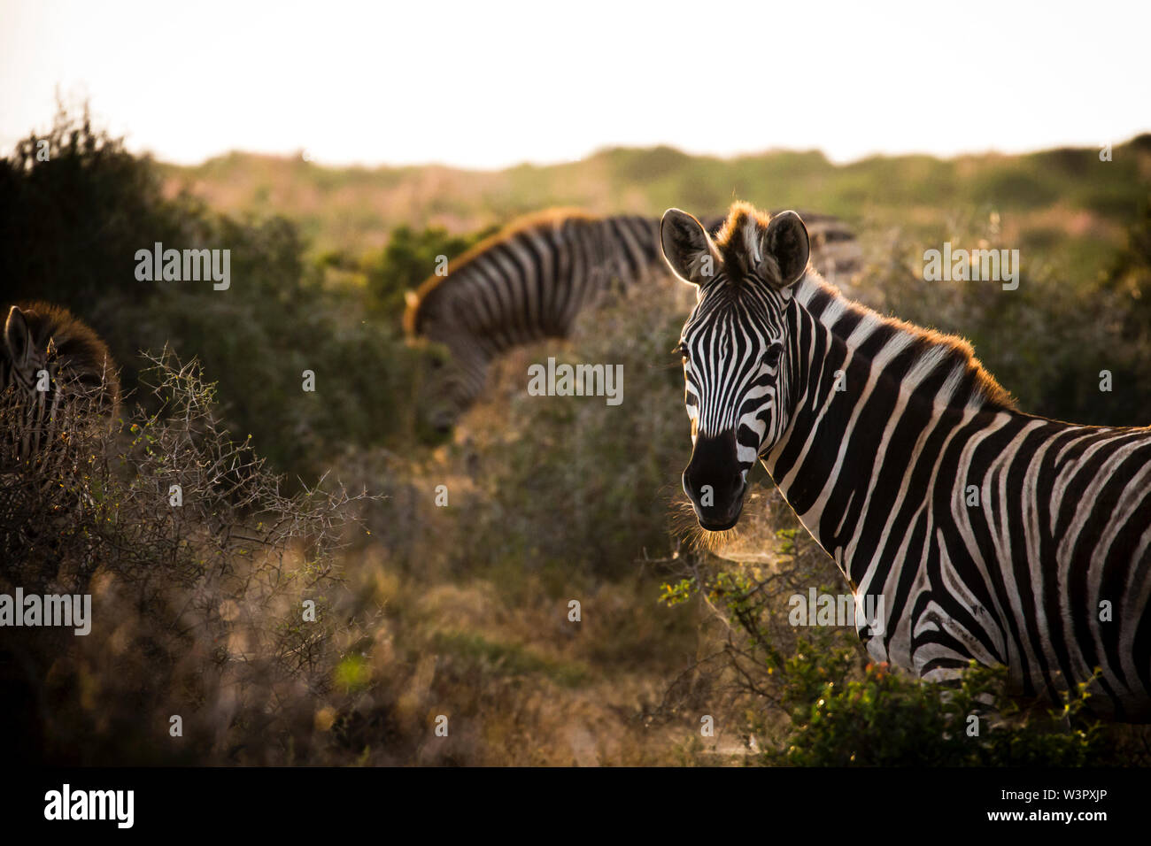 Zèbre des plaines, l'Addo Elephant Park, Afrique du Sud Banque D'Images