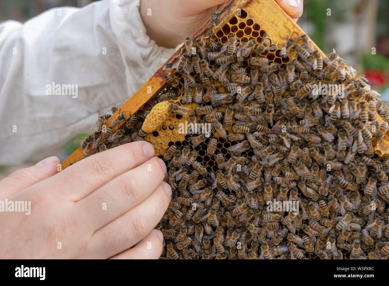 L'abeille européenne, l'abeille à miel (Apis mellifera, Apis mellifica). La tenue d'apiculteur avec cadre retiré de ruches à miel et queen cup. Banque D'Images