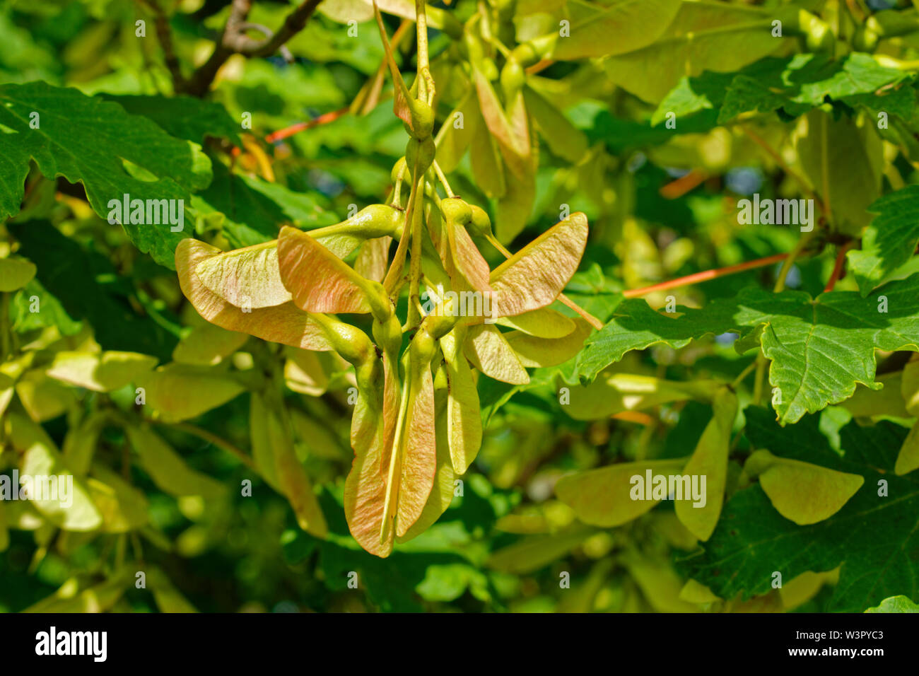 Graines Acer pseudoplatanus SYCAMORE EN ÉTÉ, également connu sous le nom de SAMARA OU CLÉS Banque D'Images