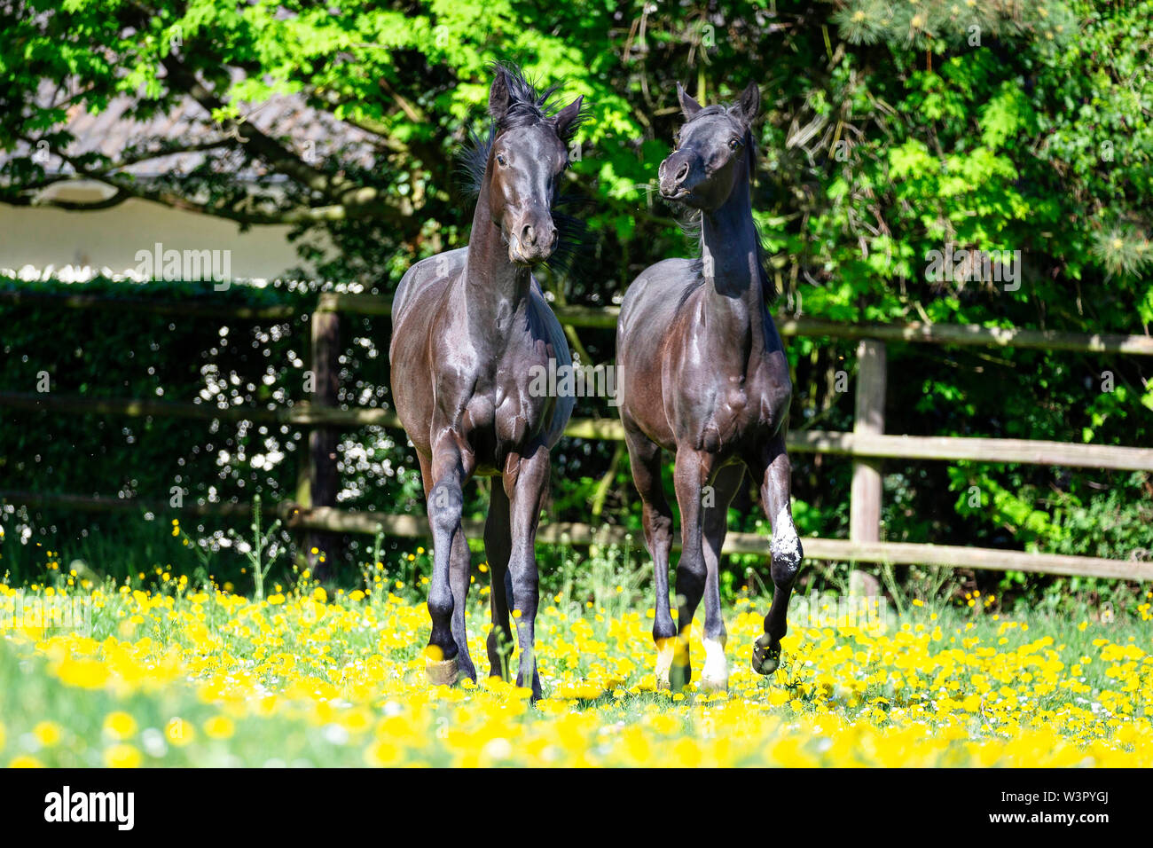 Trakehner. Paire de jeunes étalons noirs jouant dans un pré. Allemagne Banque D'Images