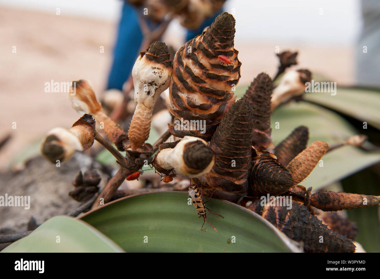 Welwitschia mirabilis. Ce site unique se compose d'une tige ligneuse et deux grandes feuilles. Il est toujours verte et les feuilles poussent en continu le long de la gro Banque D'Images