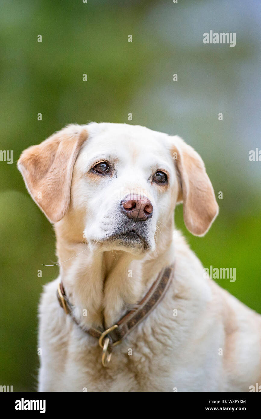 Labrador Retriever. Portrait de chien adulte. Allemagne Banque D'Images