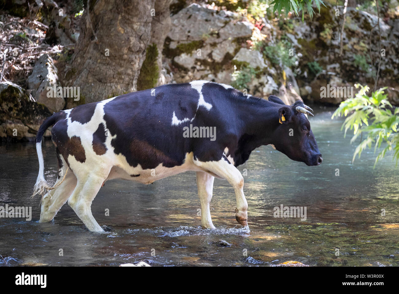 Les bovins domestiques. Les bovins en noir et blanc. Vache traversant un ruisseau. Einfyayla, Turquie Banque D'Images