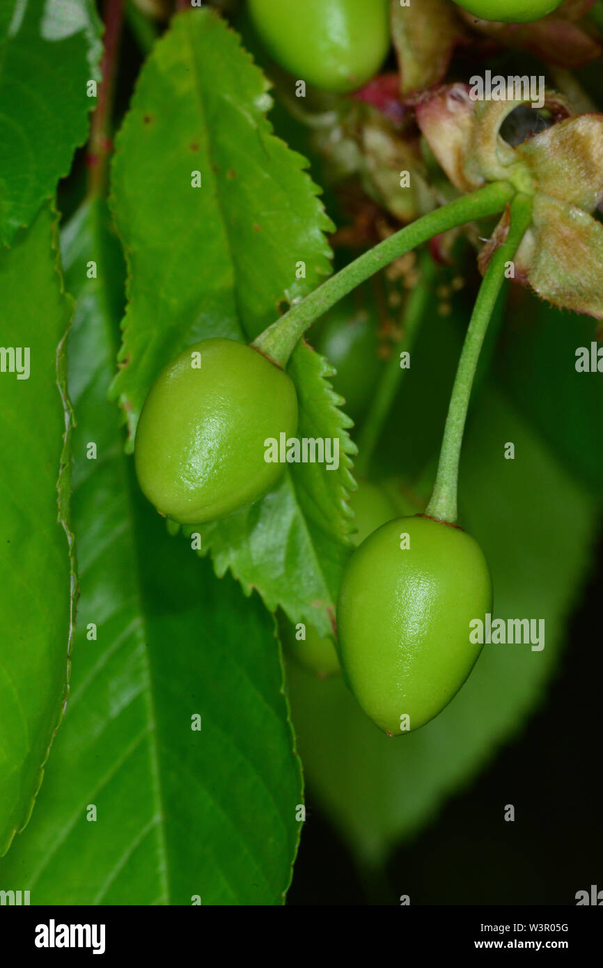 Le merisier, le cerisier (Prunus avium). Les cerises vertes sur une branche. Allemagne Banque D'Images