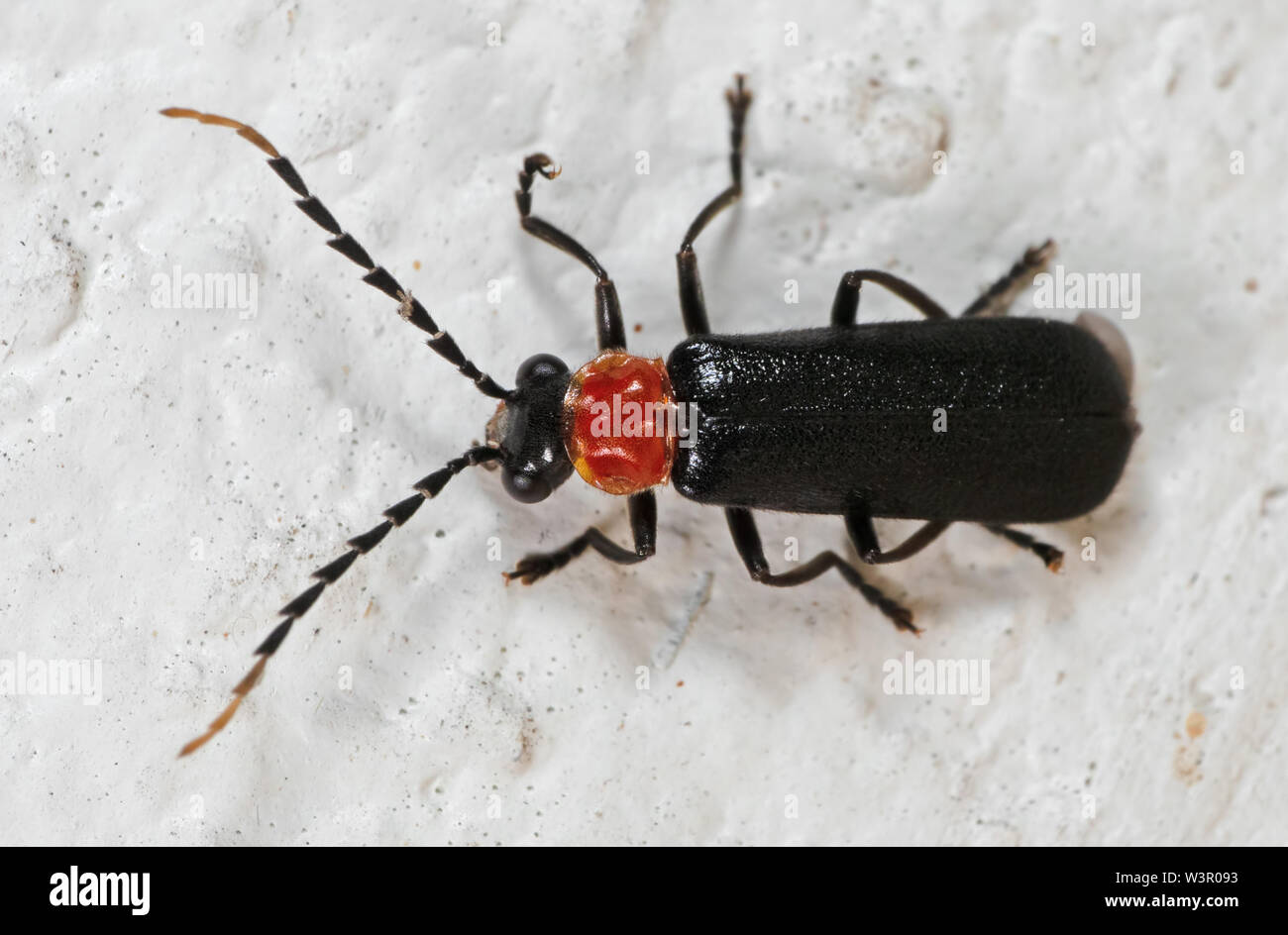 La macro photographie de Firefly sur le mur Banque D'Images