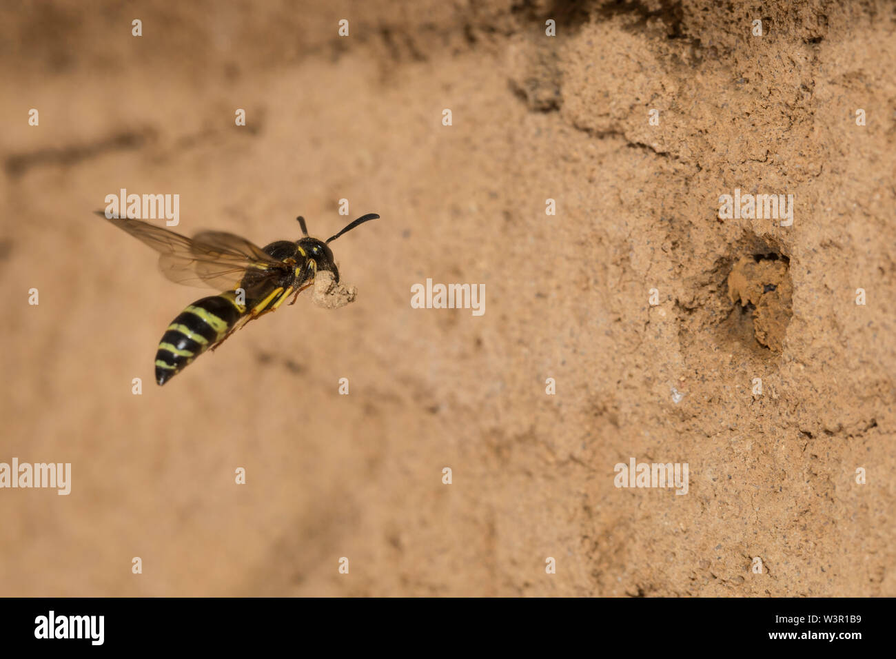 Potter (Wasp Ancistrocerus sp.) en vol en face de nid. Allemagne Banque D'Images