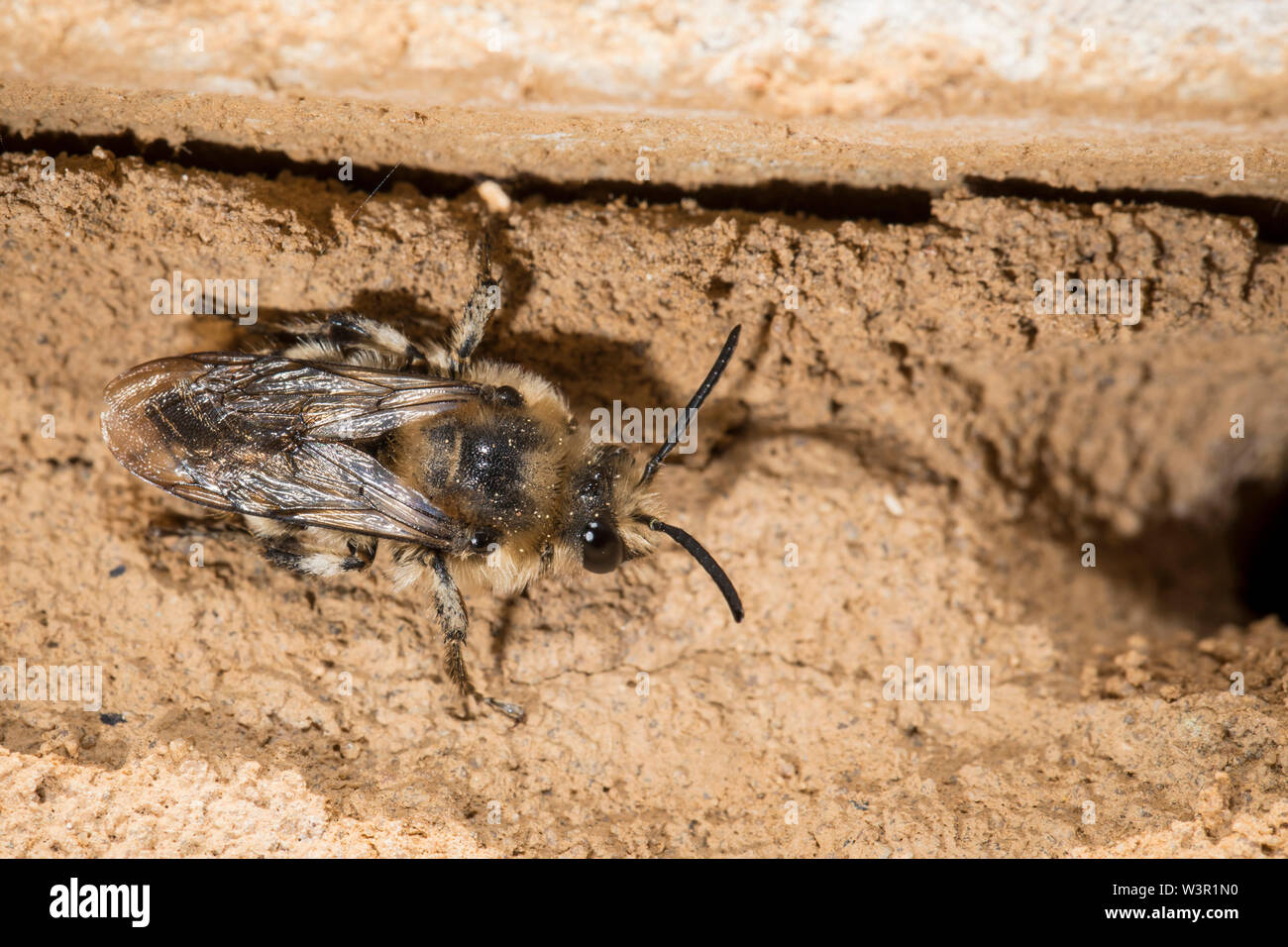 Digger-cuckoo Bee (Melecta albifrons). Des profils sur le sable. Allemagne Banque D'Images
