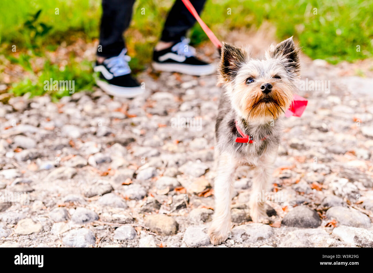 Yorkshire Terrier des promenades dans le parc. Petit chien avec une laisse rouge. Les chiens de race de décoration. Beaux animaux domestiques et l'homme Banque D'Images