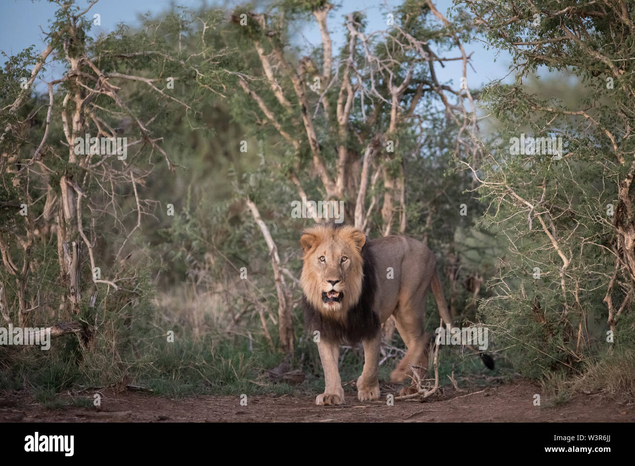 Lion, Panthera leo, sont fréquemment observés sur les safaris safari à Madikwe Game Reserve, North West, Afrique du Sud. Banque D'Images