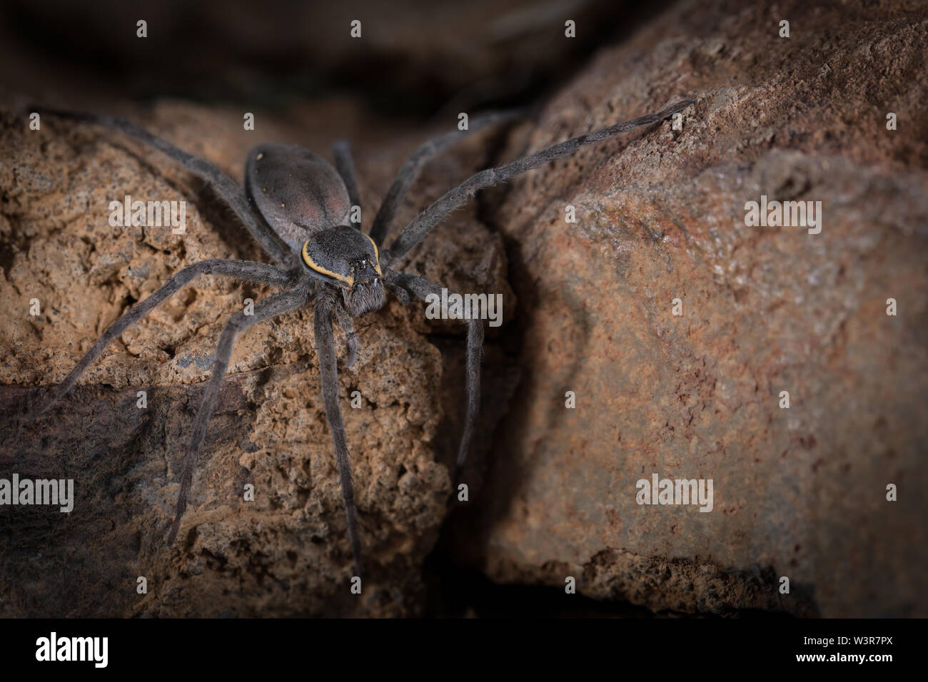 Un radiatolineatus Nilus, spider Pêche, chasse des proies sur les rochers surplombant l'eau à Madikwe Game Reserve, Province du Nord-Ouest, Afrique du Sud. Banque D'Images