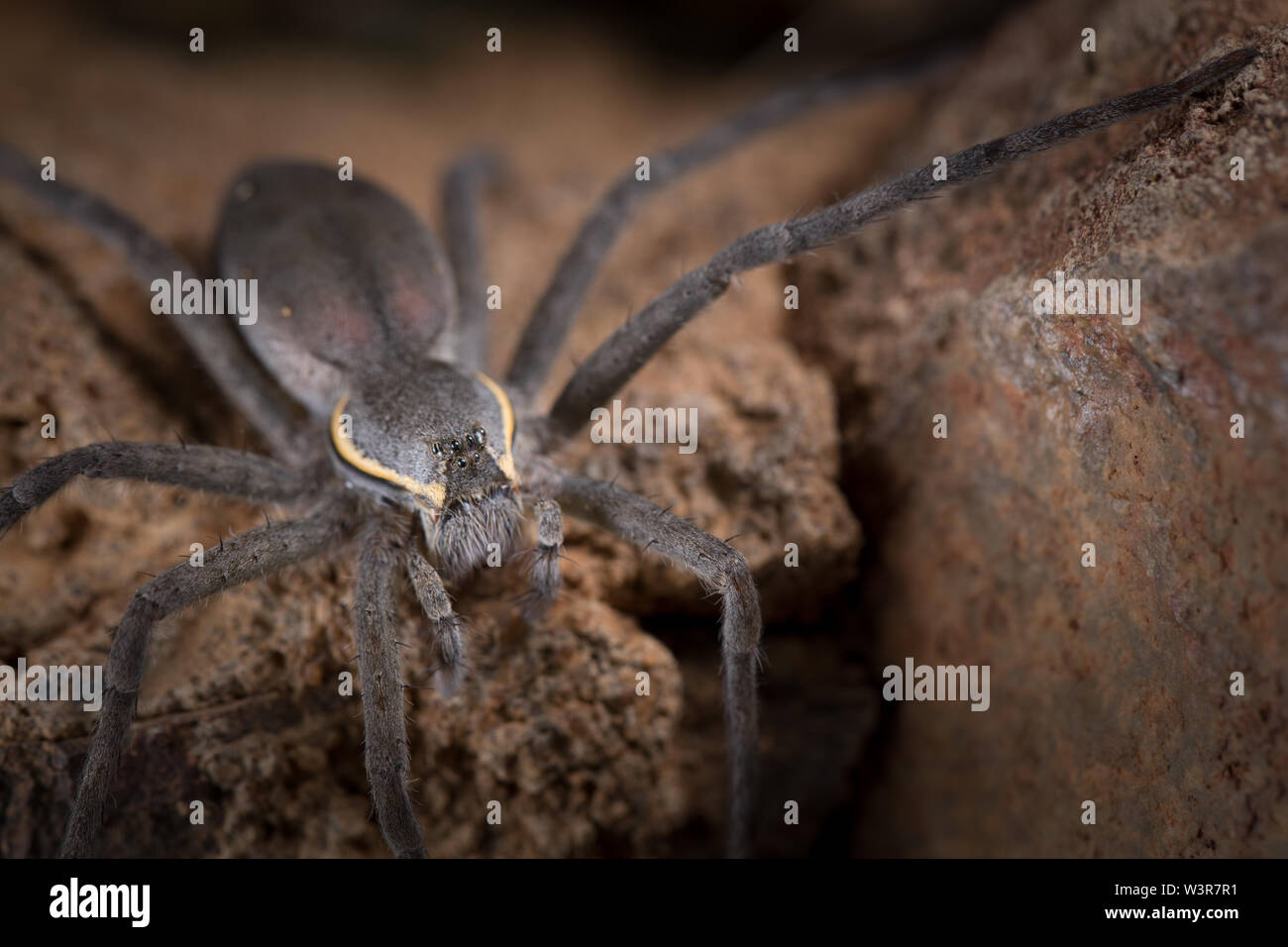 Un radiatolineatus Nilus, spider Pêche, chasse des proies sur les rochers surplombant l'eau à Madikwe Game Reserve, Province du Nord-Ouest, Afrique du Sud. Banque D'Images