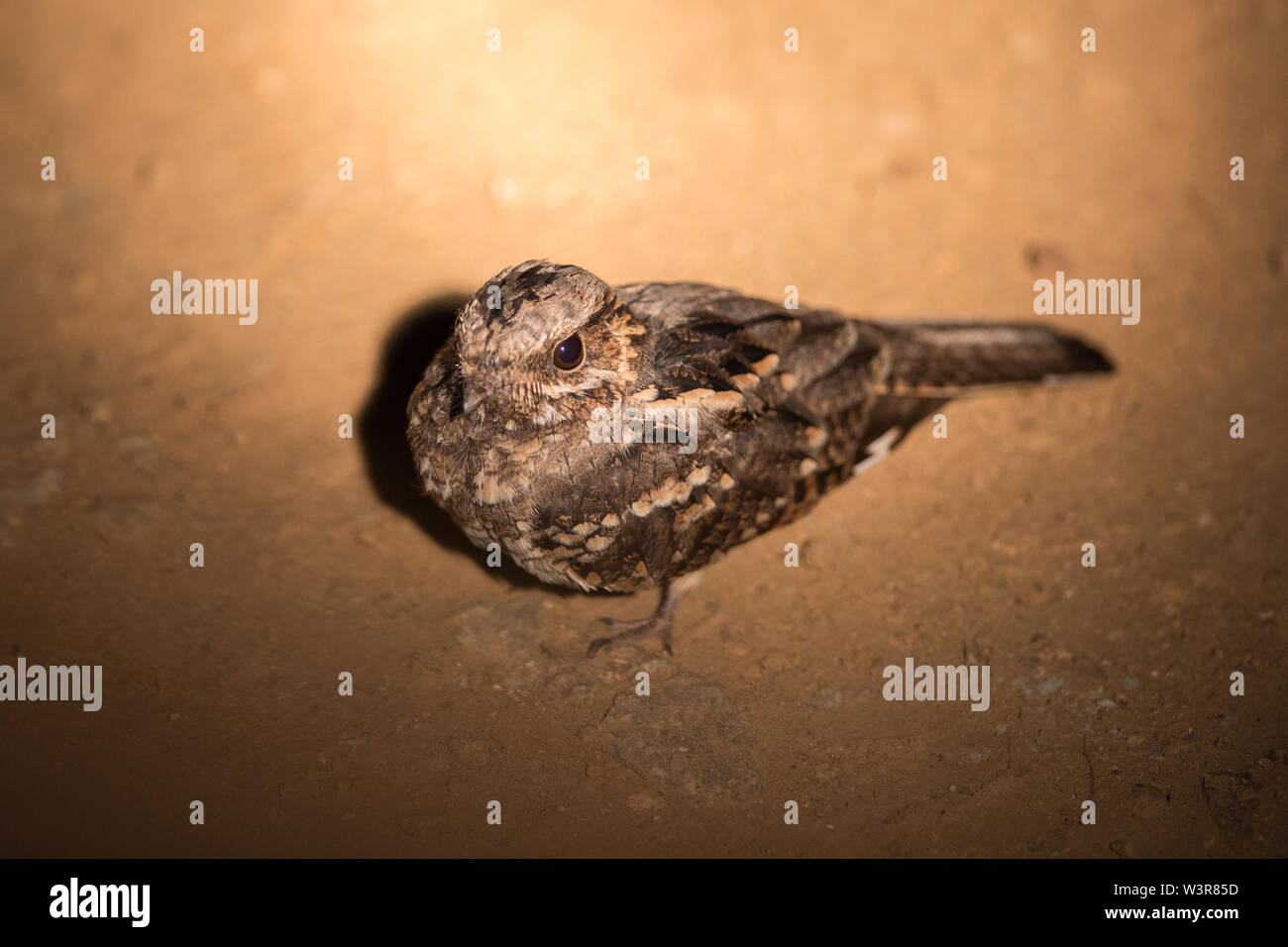 Un Bruant à joues grises, Nightjar Caprimulgus rufigena, éclairé par des projecteurs, assis sur une route, Madikwe Game Reserve, North West, Afrique du Sud. Banque D'Images