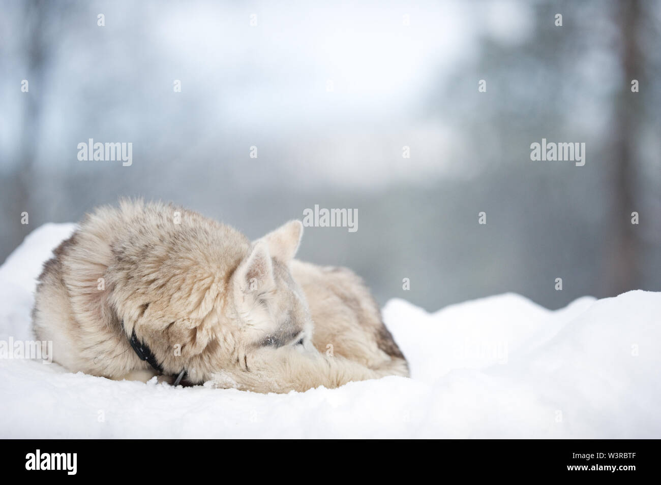 Couchage chien de traîneau sur la neige. Banque D'Images