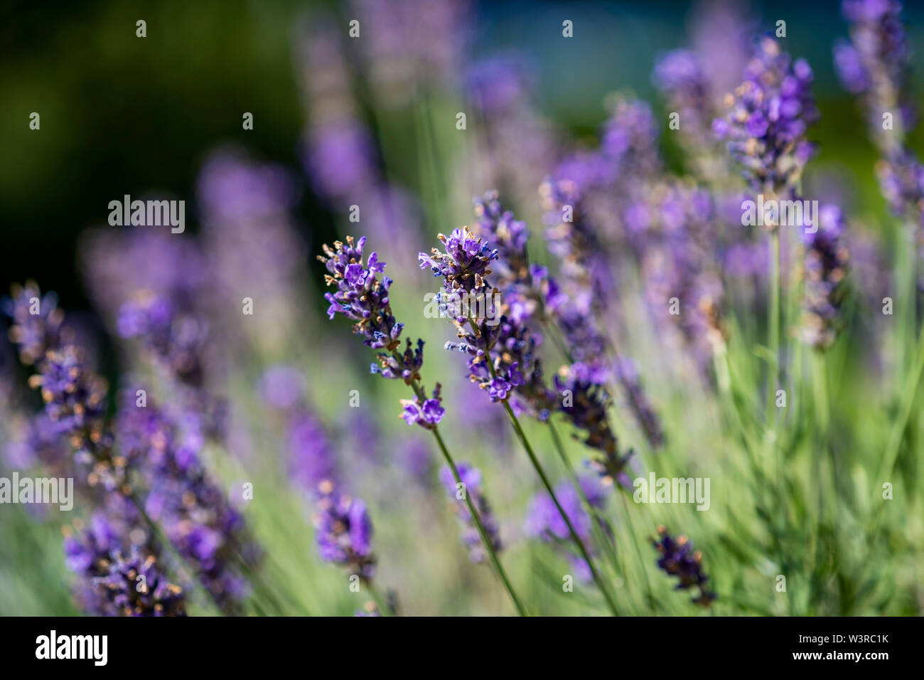 Duftender ; lavande ; Lavendel Nahaufnahme ; close up ; Lavandula angustifolia Banque D'Images