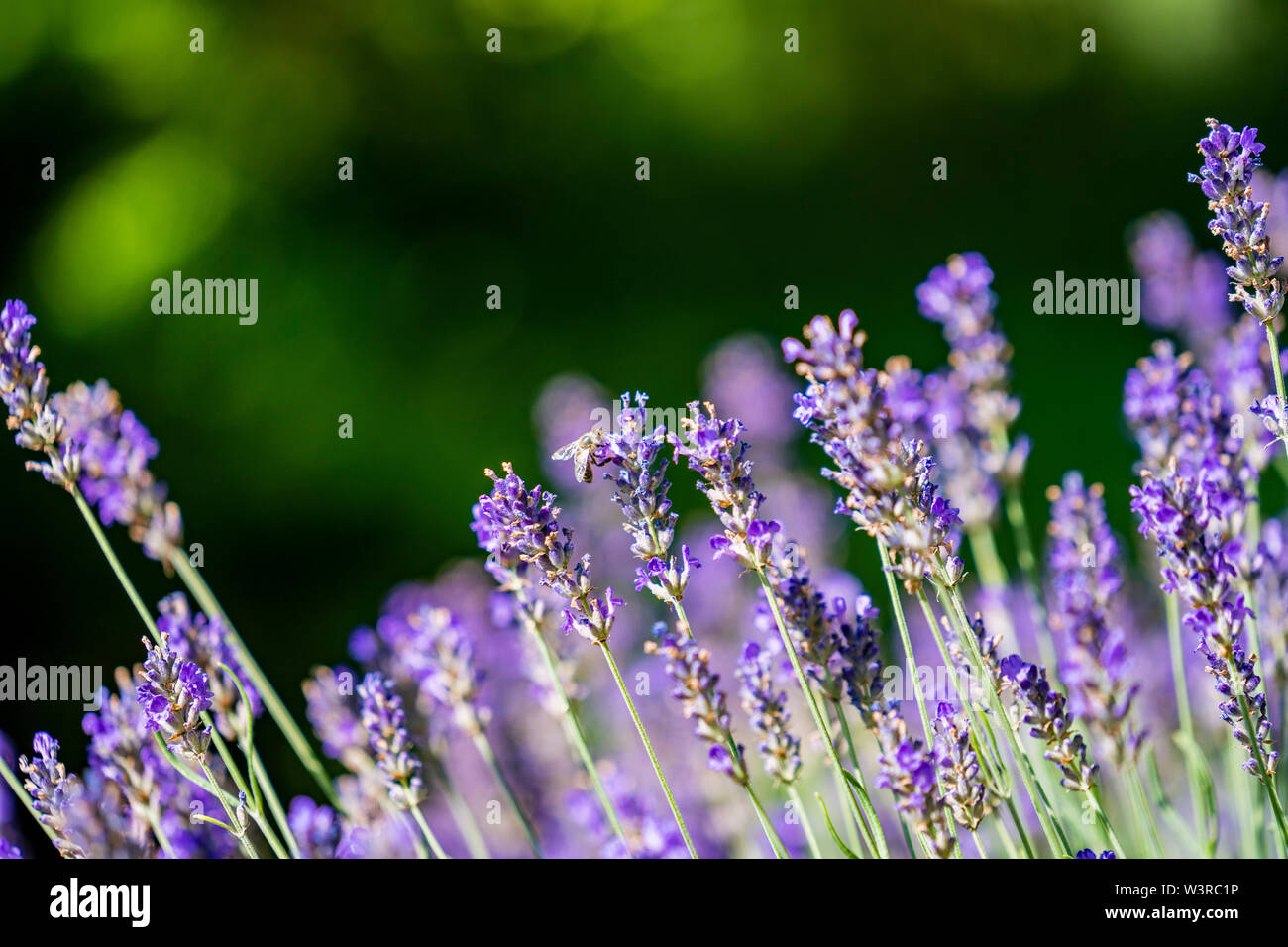 Les abeilles la récolte du miel de lavande ; duftender Lavendel mit Bienen ; Nahaufnahme ; Lavandula angustifolia Banque D'Images