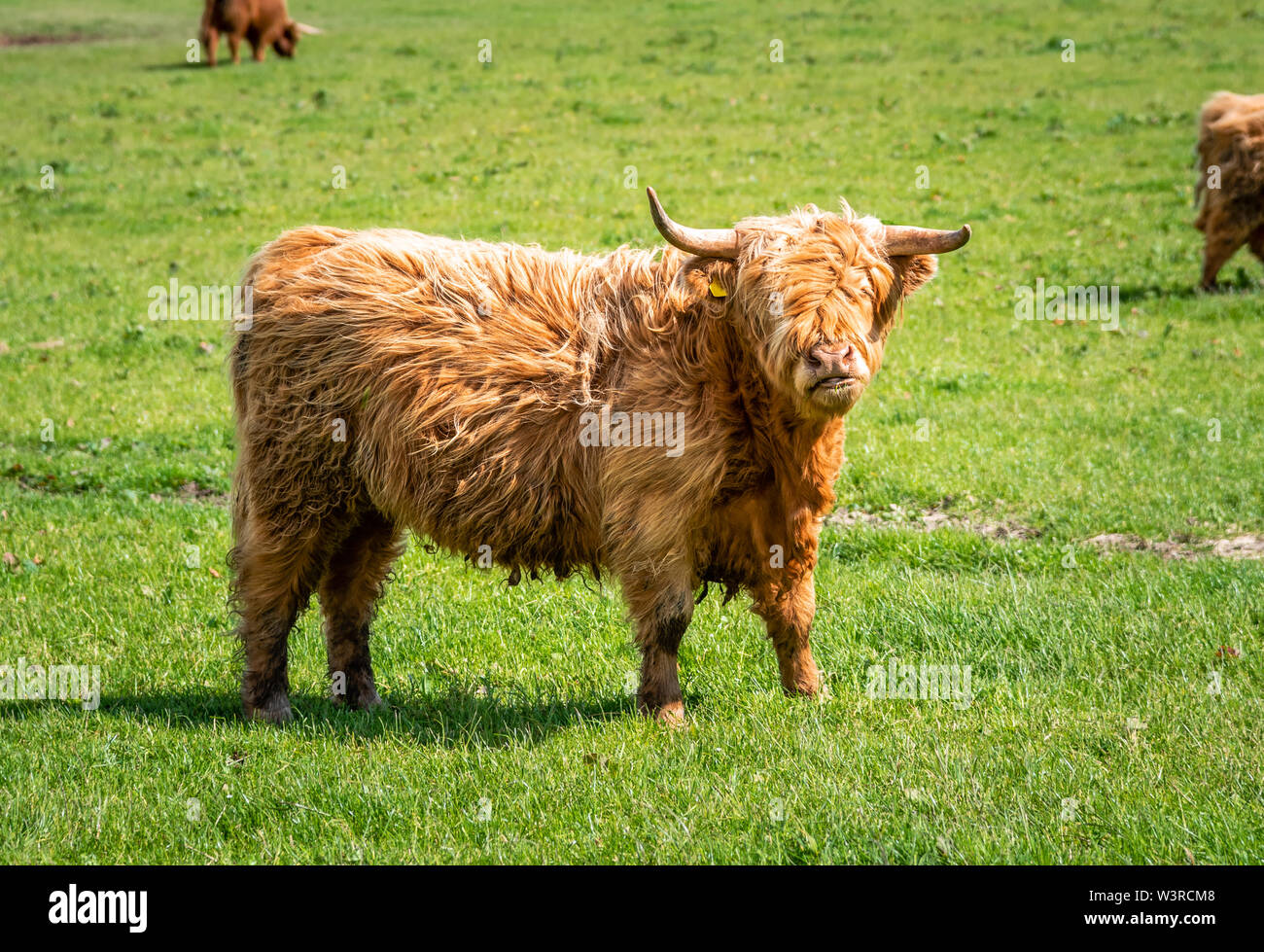 Highland cattle dans les champs sur un jour de printemps ensoleillé Banque D'Images