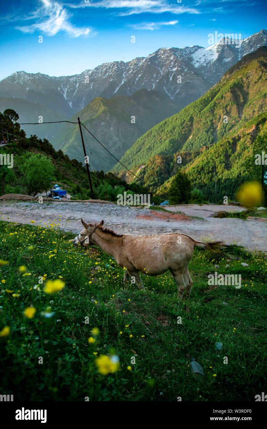 Cheval et randonnée Banque D'Images