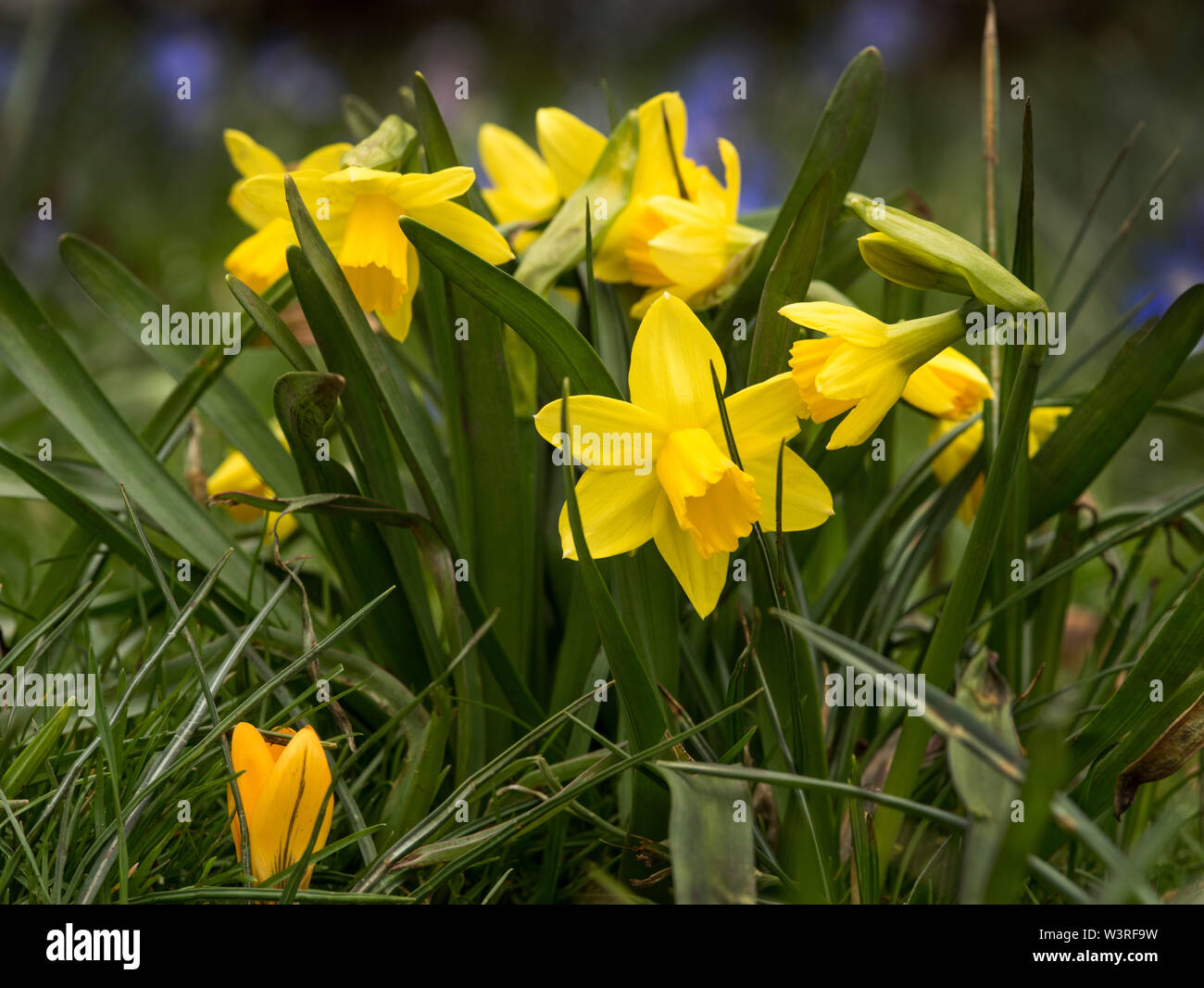Les jonquilles naines au printemps, peut-être Narcissus minor 'Little Gem'  ou 'Little Gem' de la jonquille Photo Stock - Alamy