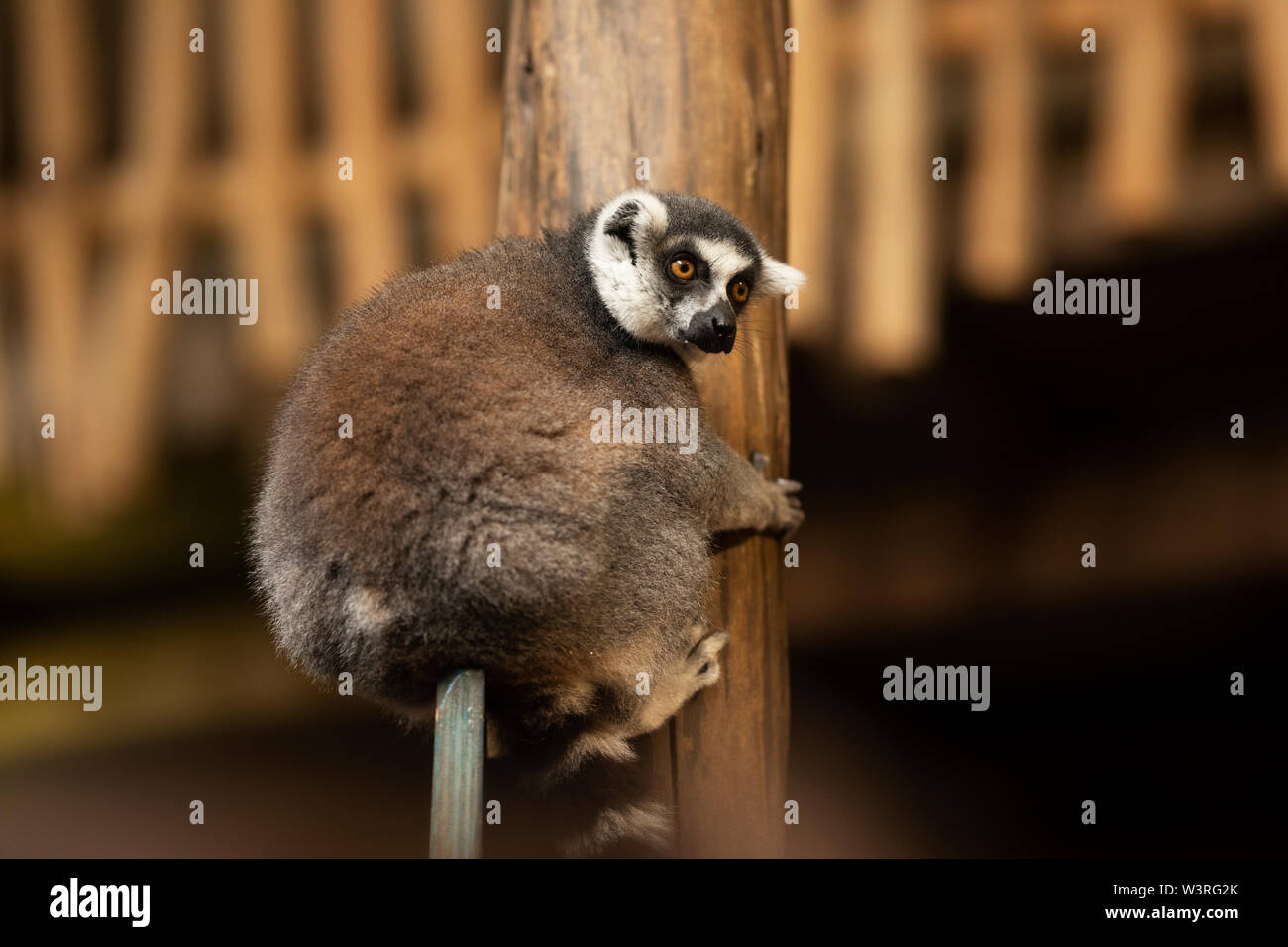 Un lémurien à queue annulaire (Lemur catta) grimpant sur un tronc d'arbre. Cette espèce en voie de disparition est indigène à Madagascar. Banque D'Images
