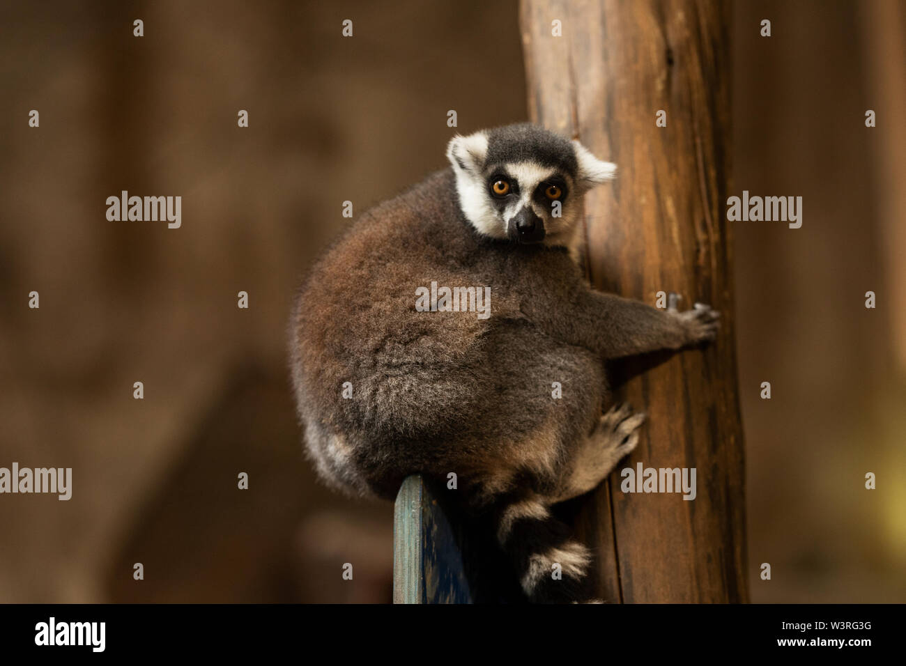 Un lémurien à queue annulaire (Lemur catta) grimpant sur un tronc d'arbre. Cette espèce en voie de disparition est indigène à Madagascar. Banque D'Images