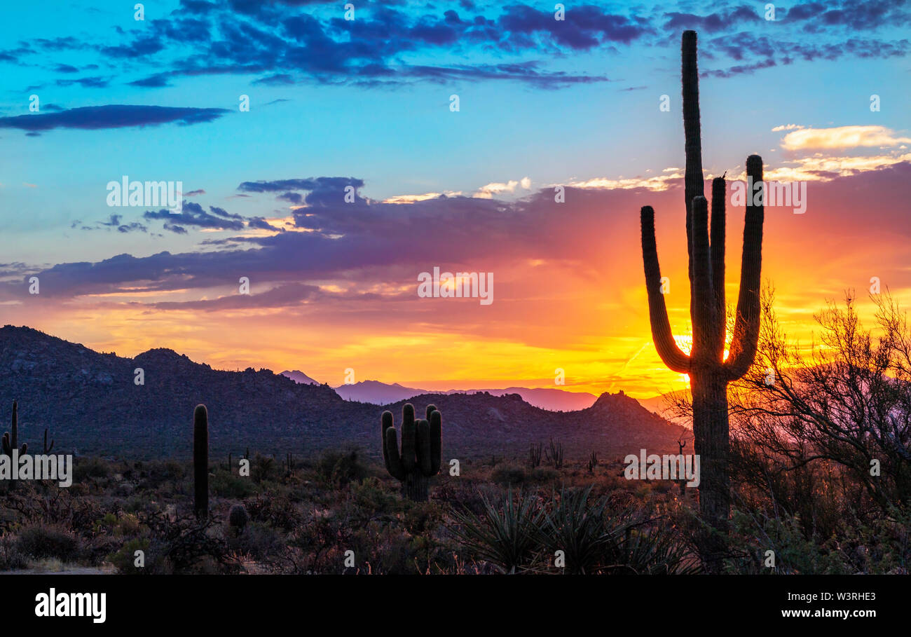 Lever du soleil du désert brillant avec cactus en Arizona Banque D'Images