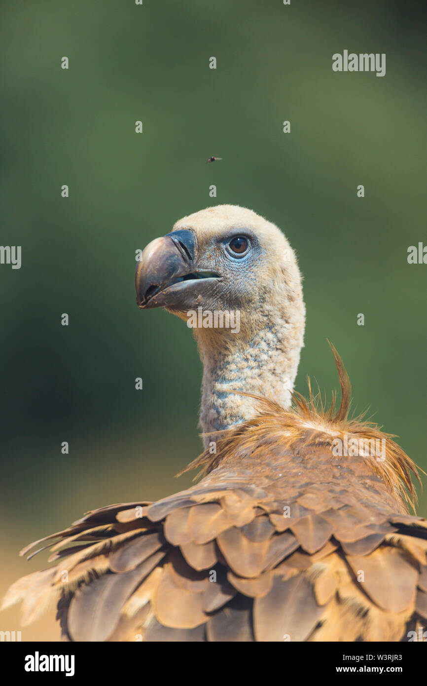 Vautour fauve (Gyps fulvus), Campanarios de Azaba Réserve Biologique, Salamanque, Castille et Leon, Espagne, Europe Banque D'Images