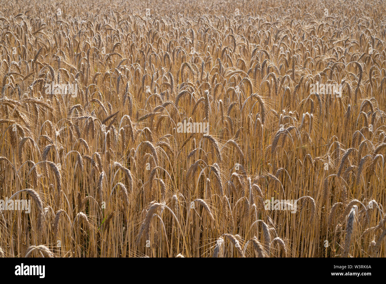 Champ de blé. Les épis de blé d'or sur le terrain. Contexte de la maturation des épis de blé meadow field Banque D'Images