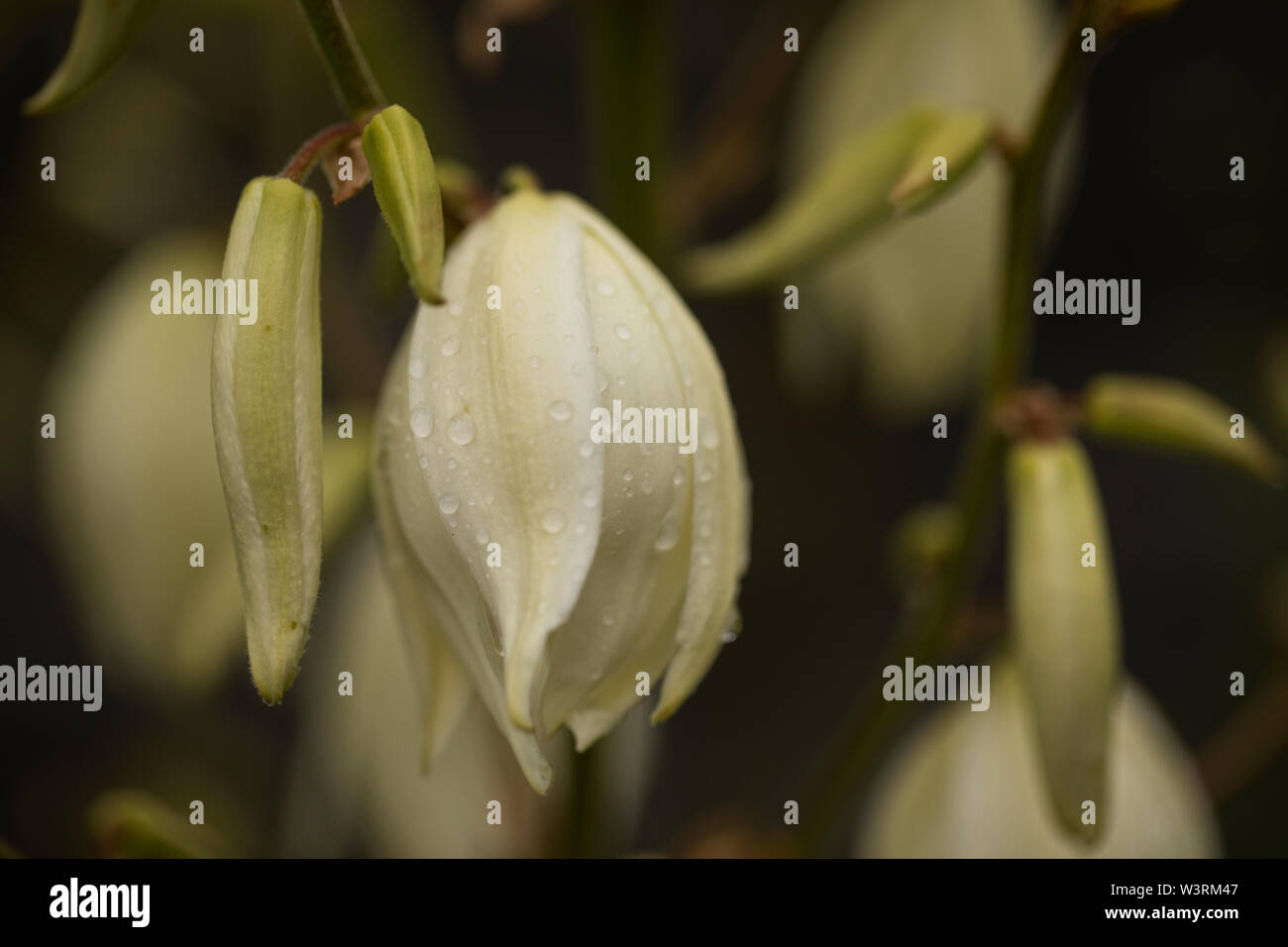 Les fleurs d'un Yucca gloriosa, également connu sous le nom de limace, de dagger espagnol, et de limace palmiste, un succulent natif du sud-est des États-Unis. Banque D'Images