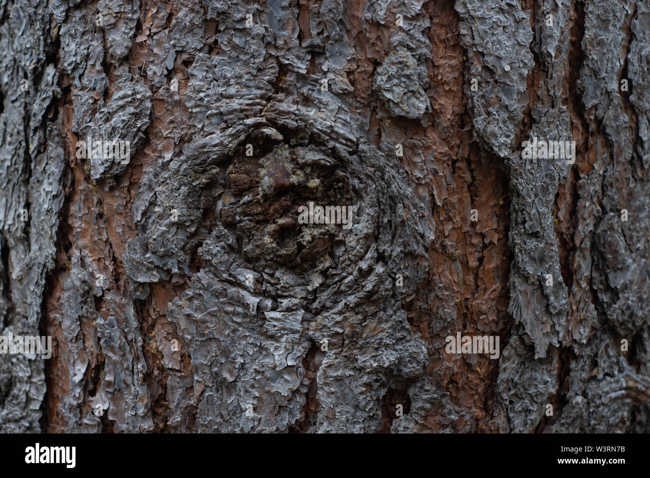 Texture ronde en bois d'un vieil arbre Banque D'Images