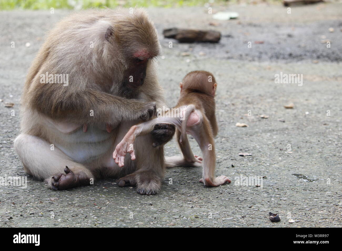 Mere Macaque Monkey Amour Et D Attentions Son Mignon Bebe Photo Stock Alamy