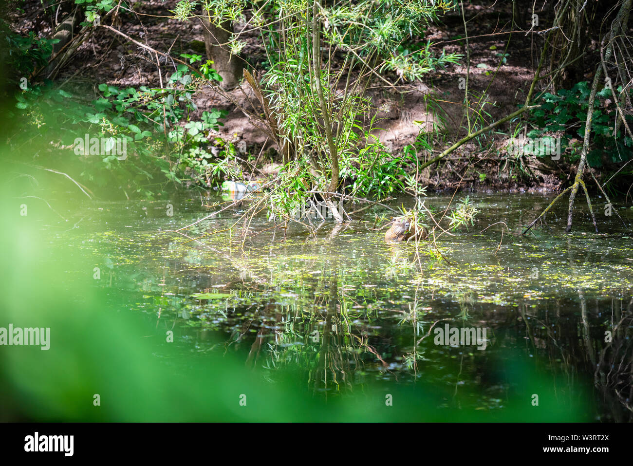 Un rat musqué à nager dans une petite rivière peu profonde Banque D'Images