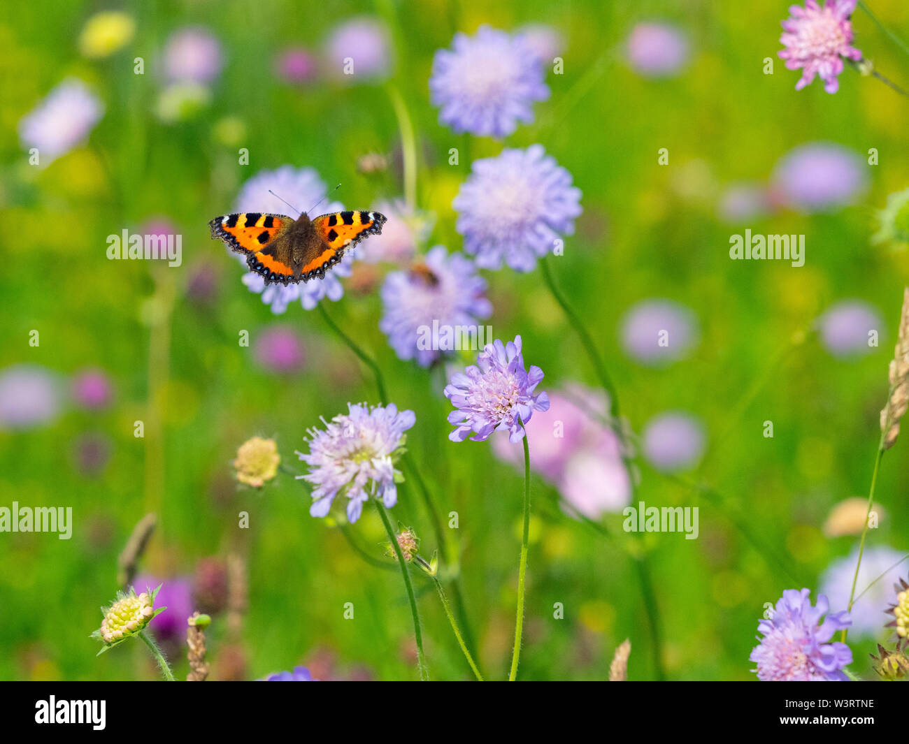 Petit papillon écaille se nourrissant de fleurs sauvages en hay meadow Wensum Valley Norfolk Banque D'Images