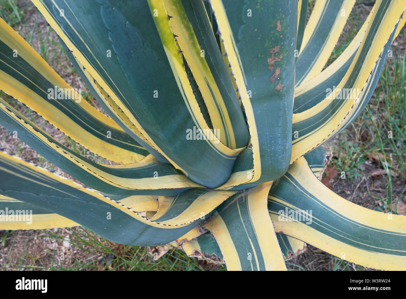 Feuilles vertes et jaunes d'Agave americana marginata Banque D'Images