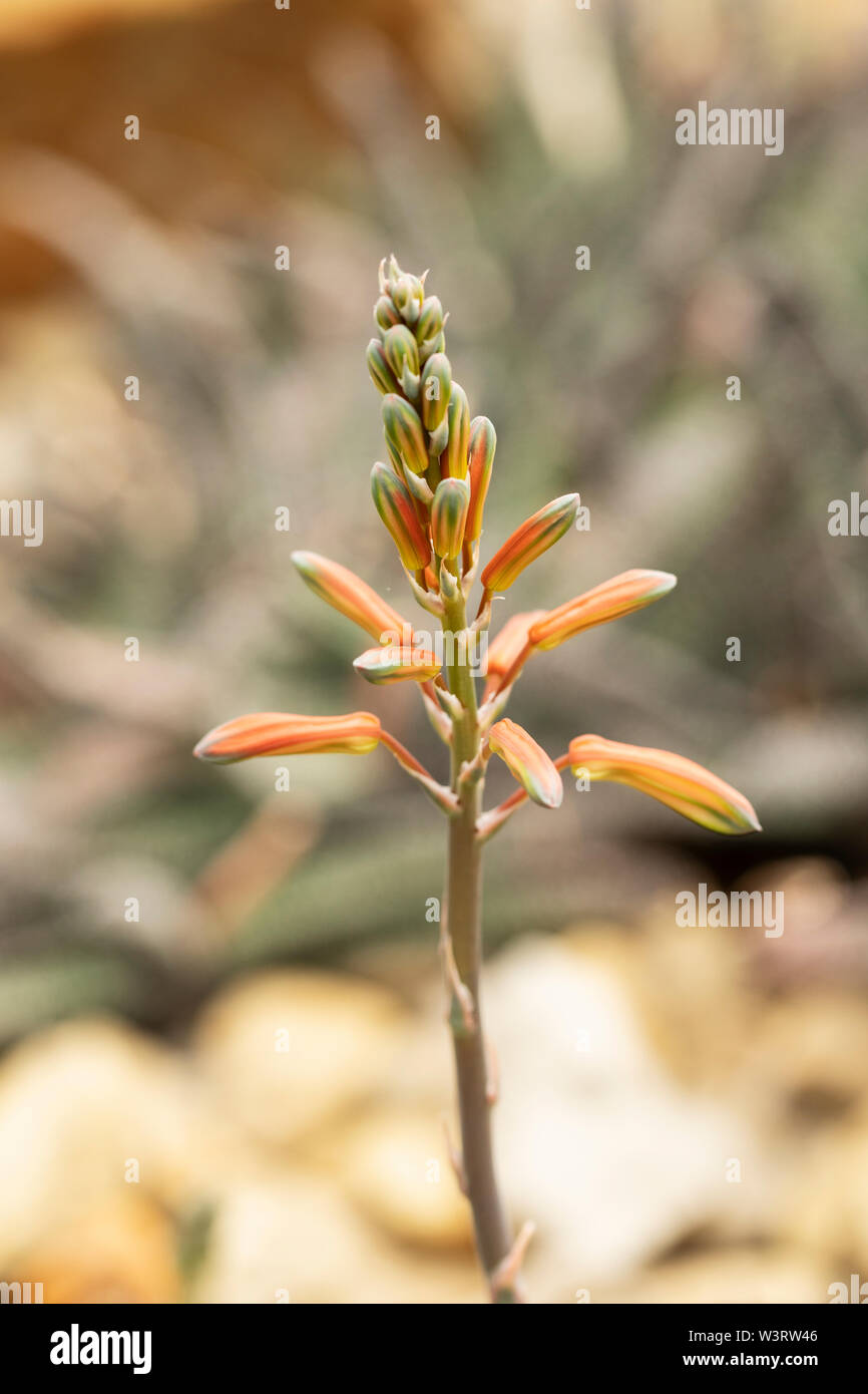 Fleurs d'orange tubulaires de l'aristoe Aristata, connue sous le nom d'aloès de pintade, aloès de dentelle, ou plante de torche, un succulent originaire de l'Afrique australe. Banque D'Images