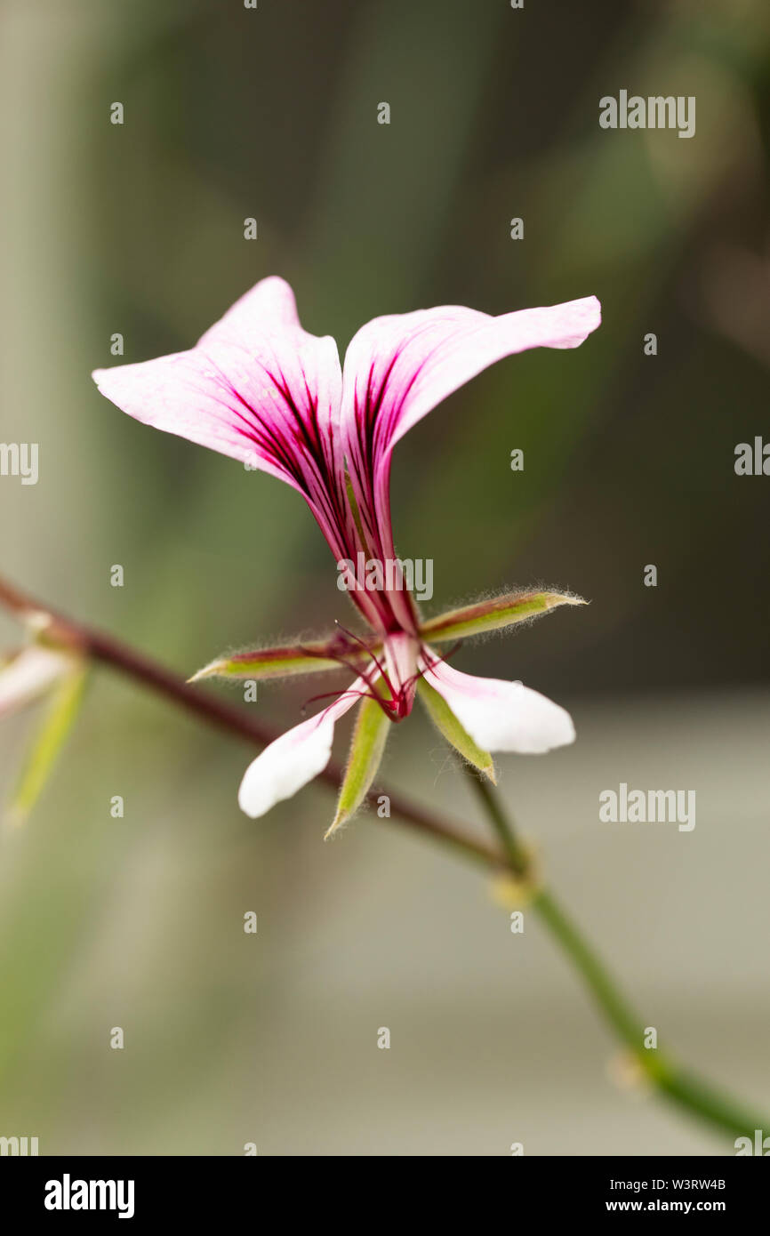 Pelargonium tetragonum, sous-genre Magnipetala, section Chorisma, une variété de géraniums ou de cigognes, une fleur tropicale d'Afrique australe. Banque D'Images