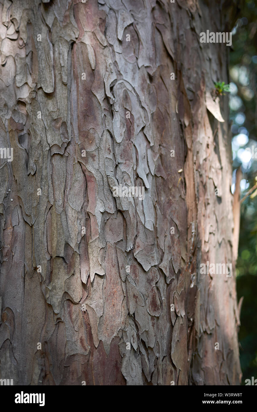 L'écorce de Taxus baccata close up Banque D'Images