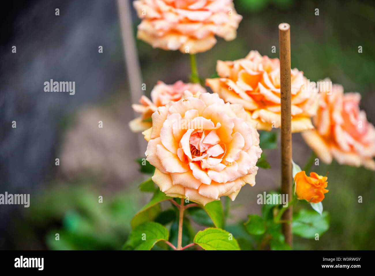 Fleurs aux couleurs vives et les fleurs dans l'été Banque D'Images