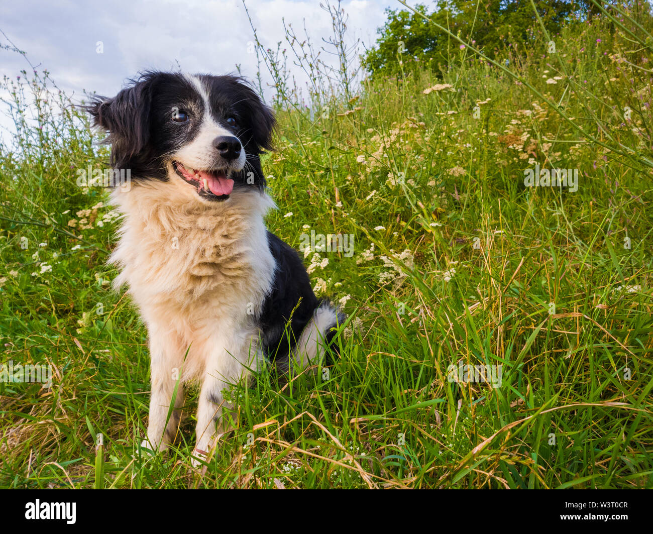 Chien heureux assis sur le gazon prairie au milieu de la nature à la recherche autour de profiter du silence d'une journée ensoleillée. Banque D'Images