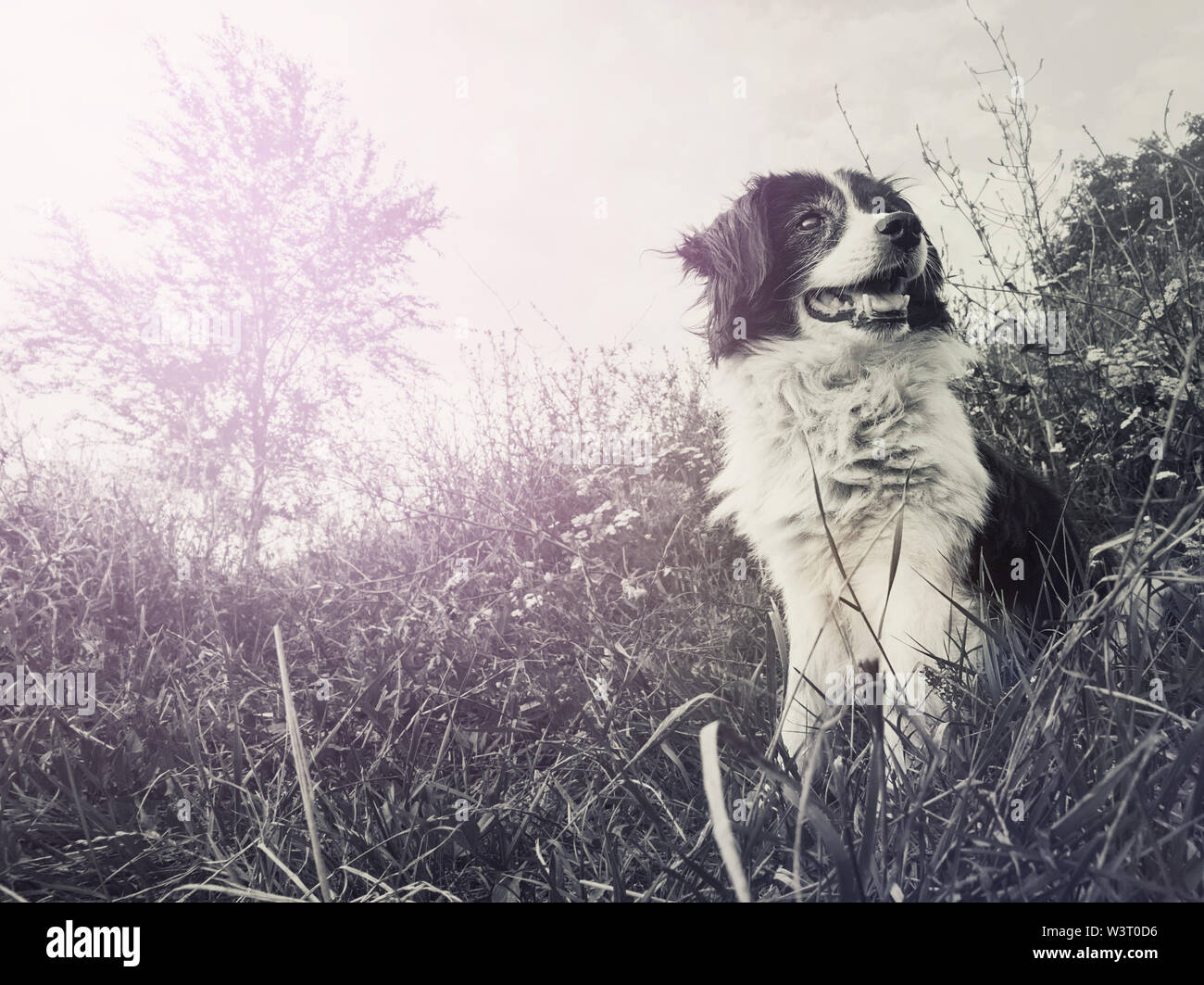 Le noir et blanc portrait of a happy border collie chien assis sur le terrain au milieu de la nature à la recherche autour d'apprécier le silence d'une sunny d Banque D'Images