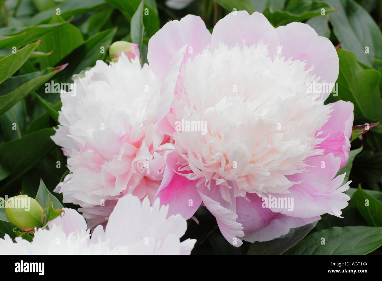 Paeonia lactiflora 'Evening World' floraison de la pivoine en été - juin. UK Banque D'Images