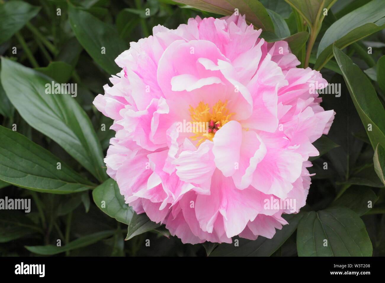 Pivoine Close up.Paeonia lactiflora 'Doctor Alexander Fleming' pivoine floraison en été - juin. ROYAUME-UNI Banque D'Images