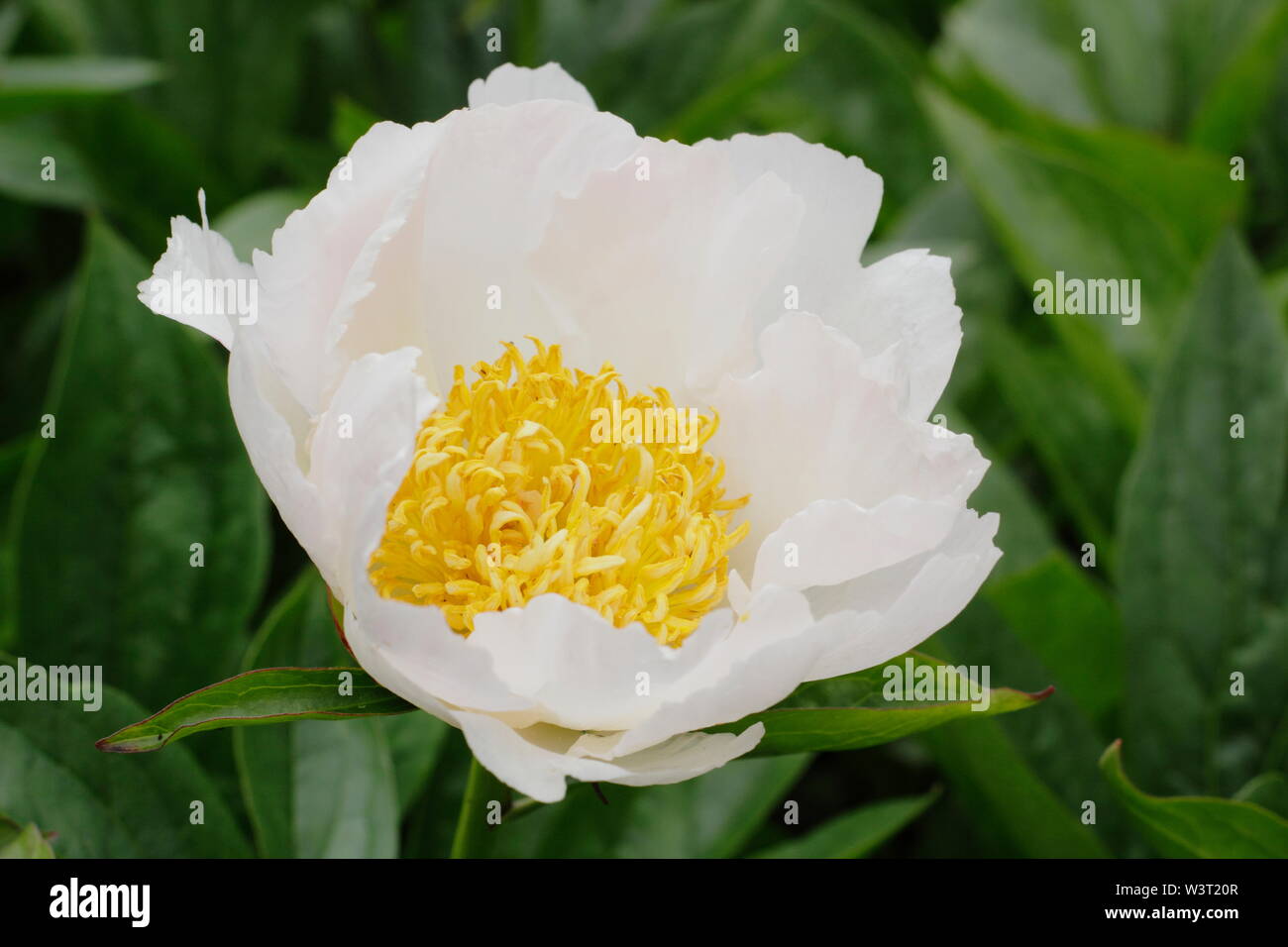 Paeonia lactiflora 'White Wings' floraison de la pivoine en été - juin. UK Banque D'Images