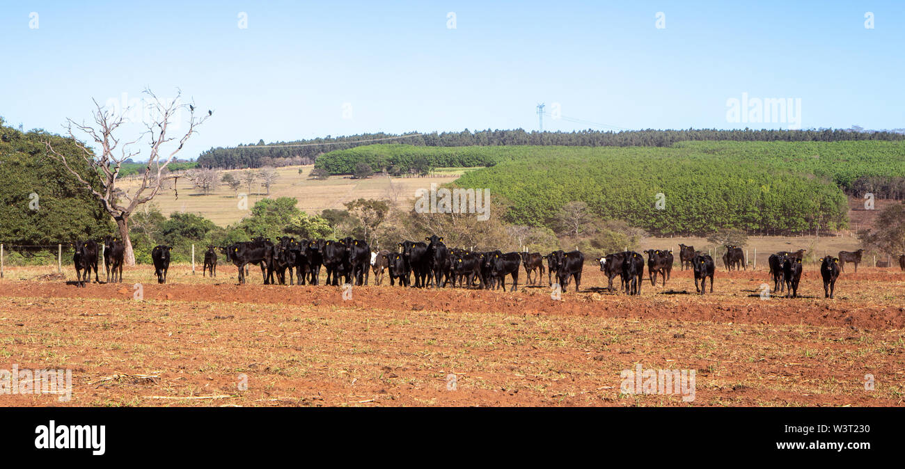 Les bovins Angus Wagyu et sur les pâturages de la ferme au labour en arrière-plan sur belle journée d'été. Banque D'Images