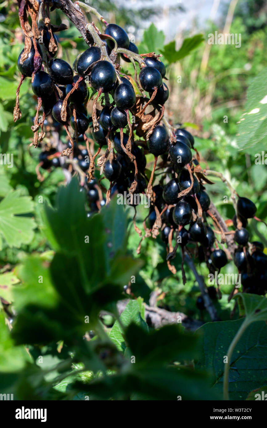 Sur la branche d'un buisson est venu de cassis sur un fond naturel. Banque D'Images