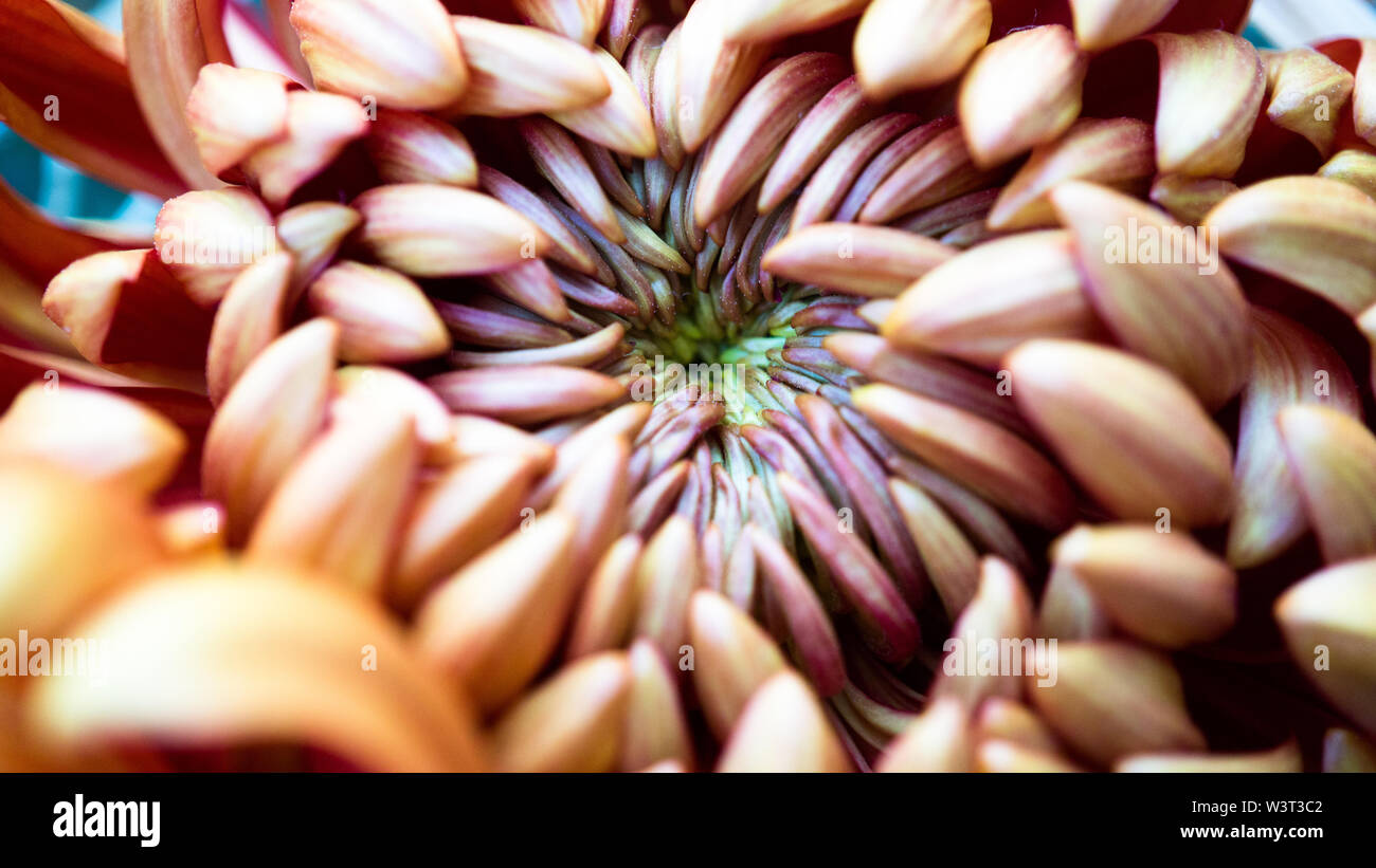 Macro fleur Aster Banque D'Images