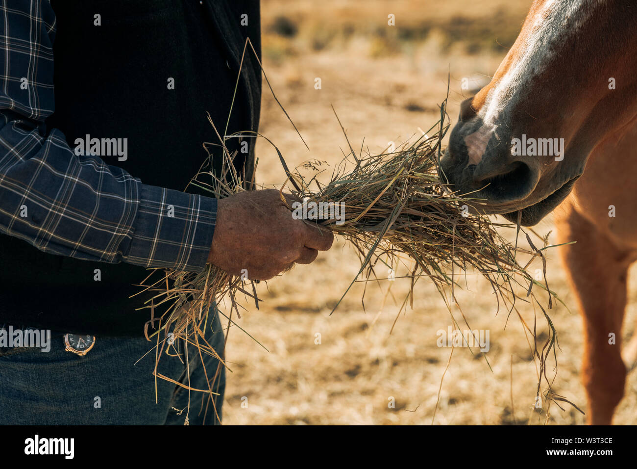 Foin de la paille pour l'alimentation d'un ranch horse Banque D'Images