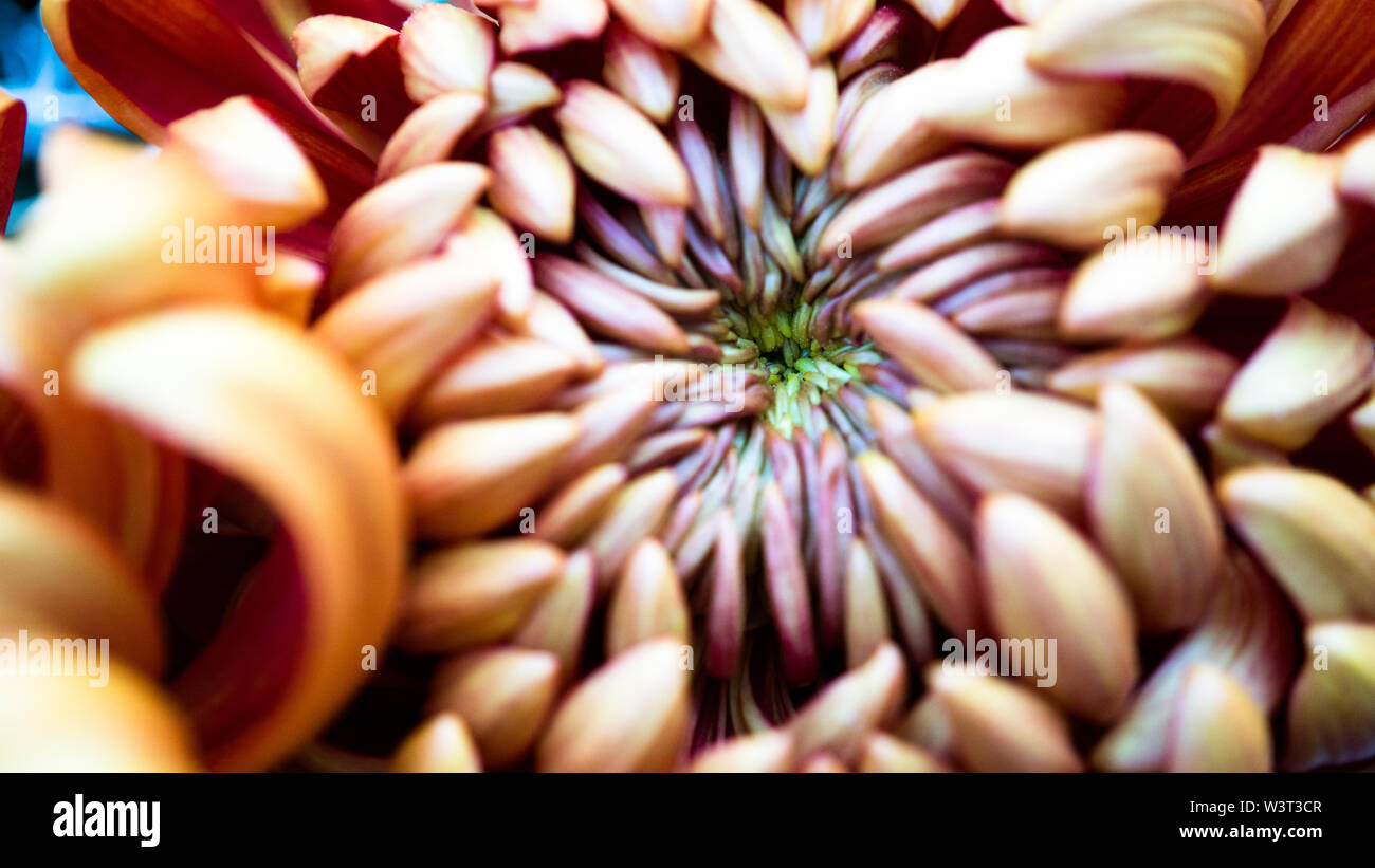 Macro fleur Aster Banque D'Images