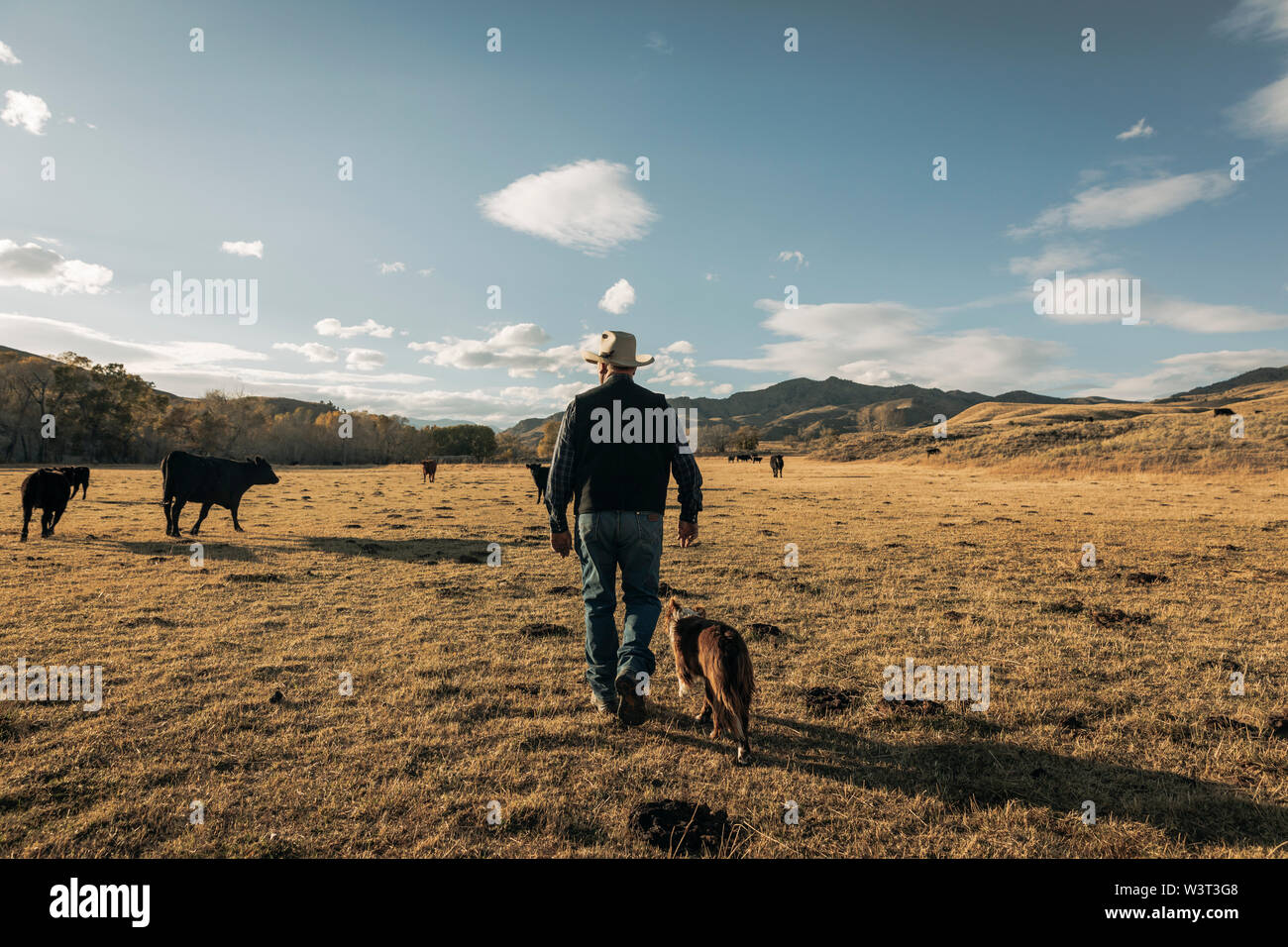 Ranch balade sa terre avec chien border collie de derrière Banque D'Images
