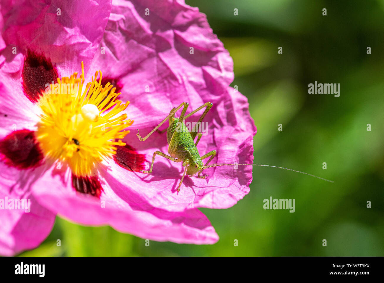 Sauterelle verte rose reposant sur les pétales d'une fleur d'orchidée ciste ladanifère (Cistus x purpureus) Banque D'Images